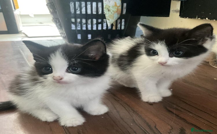 Mixed Breed cats - Advert 1