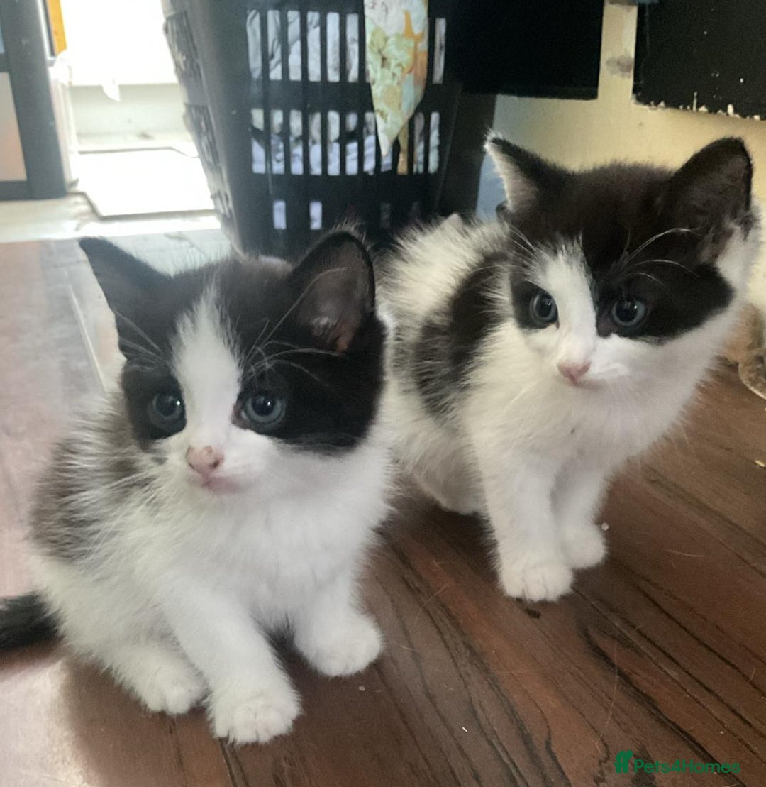Mixed Breed cats for sale: ⭐️ 🐾🖤 KITTENS, BLACK AND WHITE, BOYS 🐾 ⭐️ - Image 1