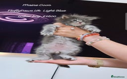 Maine Coon cats for sale: Maine Coons FluffyPaws.Uk  - Image 26