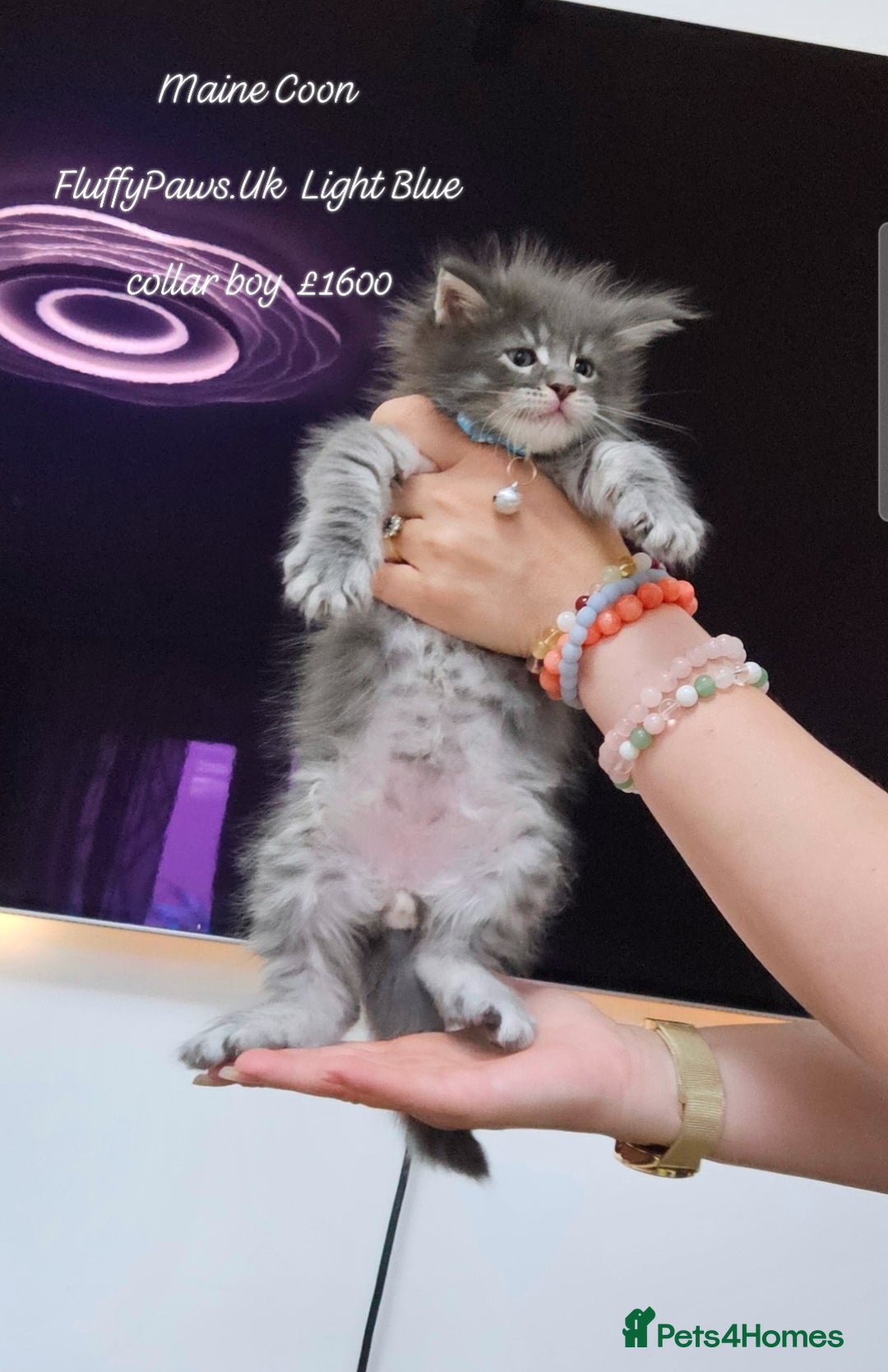 Maine Coon cats for sale: Maine Coons FluffyPaws.Uk  - Image 26