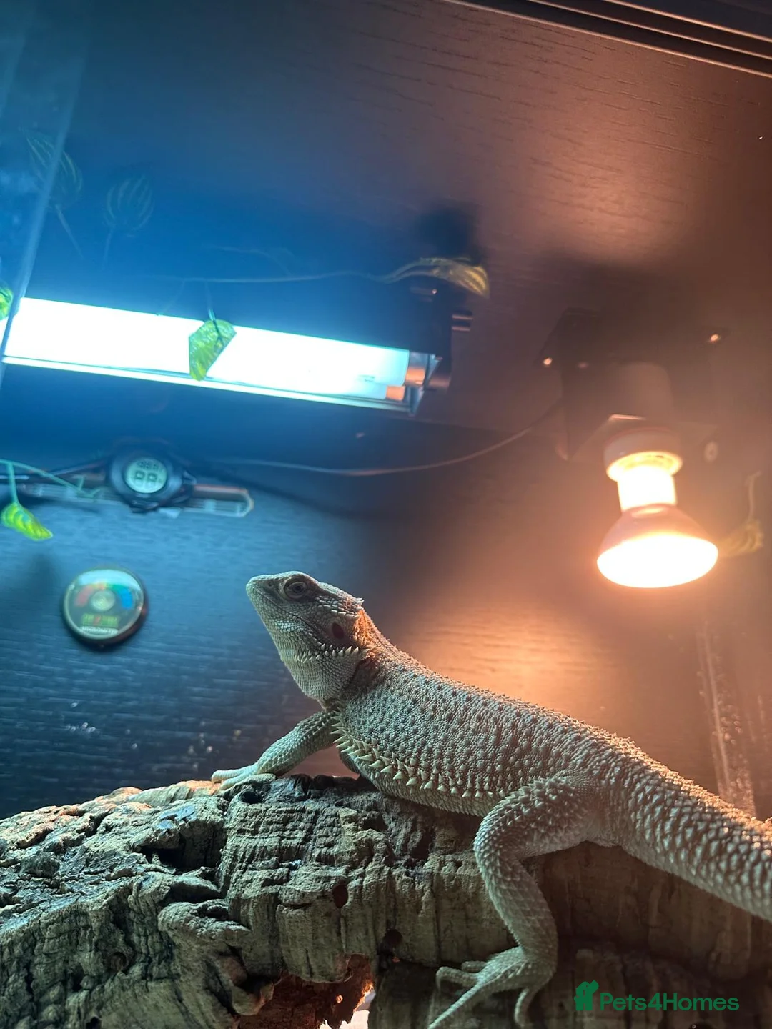 Bearded Dragon reptiles for sale: Bearded dragon and complete setup in Stowmarket - Advert 2