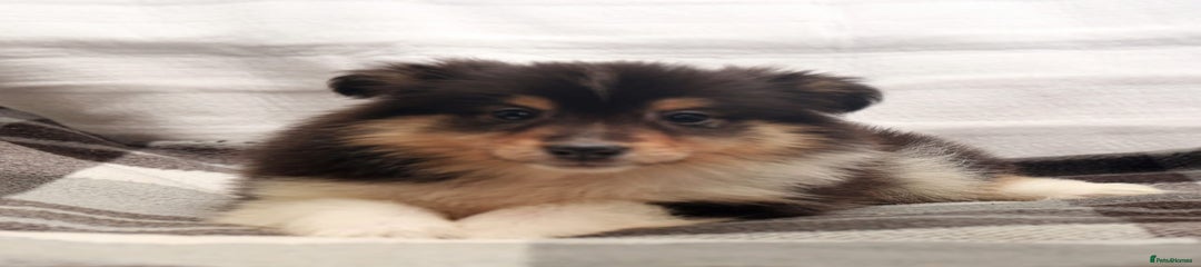 Shetland Sheepdog Puppy 1