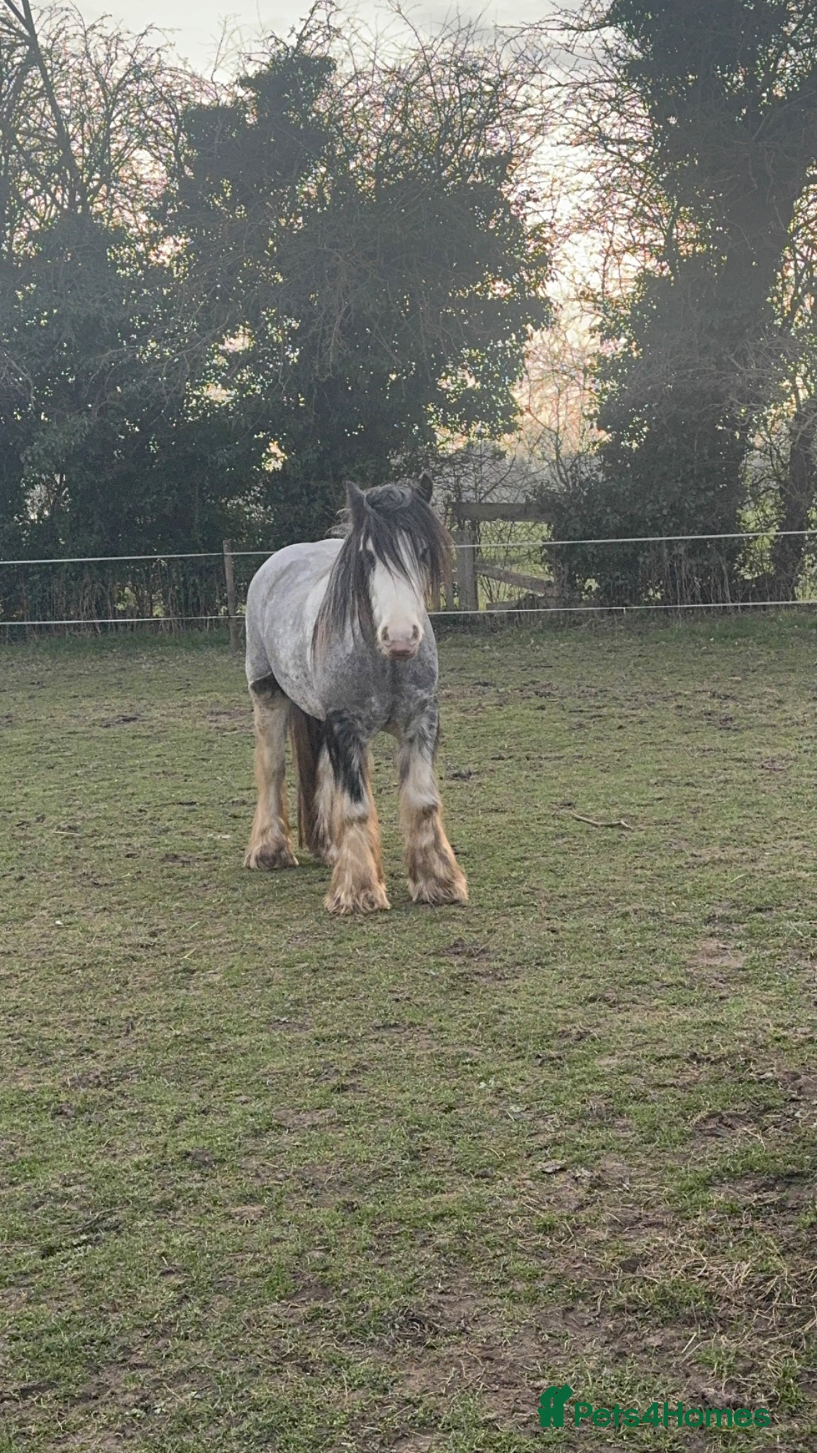 Irish Cob horses for sale: Norman  - Advert 17
