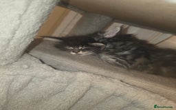 Maine Coon cats for sale: Maine Coon kittens  - Advert 22