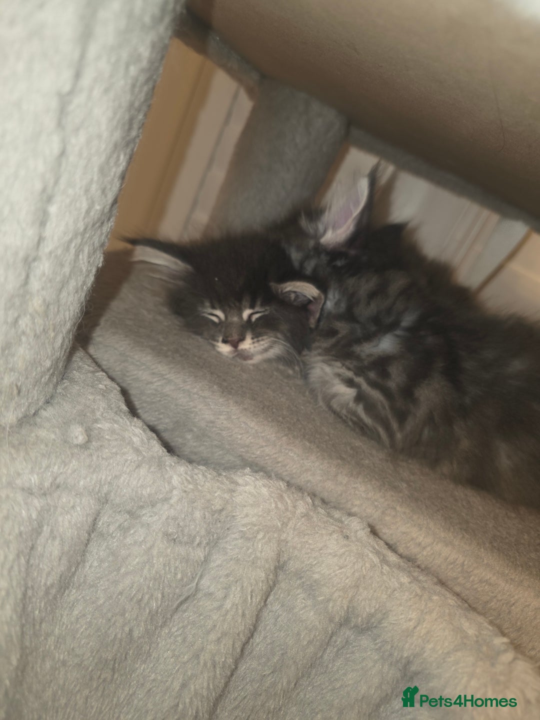 Maine Coon cats for sale: Maine Coon kittens  - Advert 22
