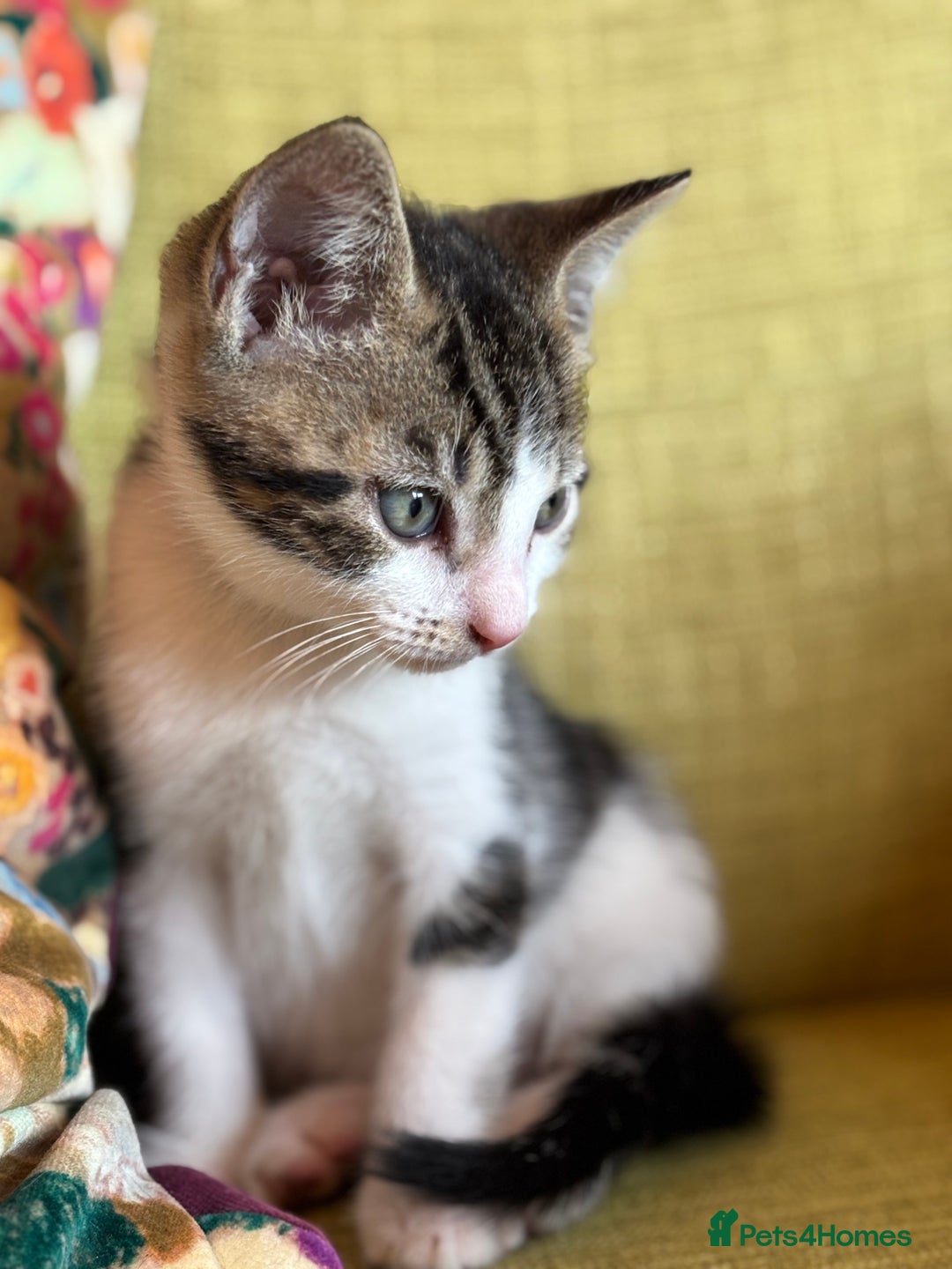 Mixed Breed cats for sale: 7 happy kittens ready for their new home - Image 22