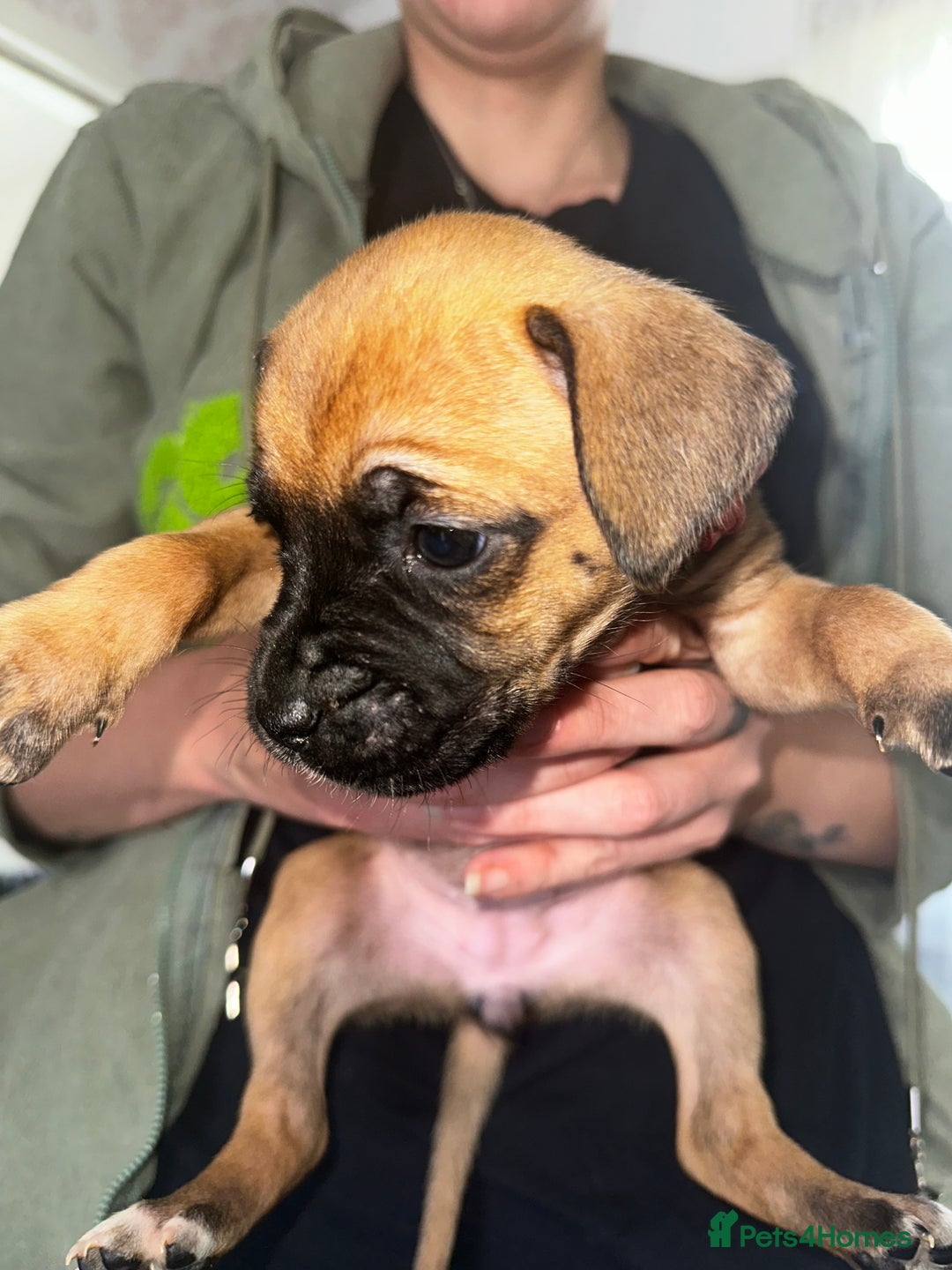Mixed Breed dogs for sale: Cane corso X staff - Image 13
