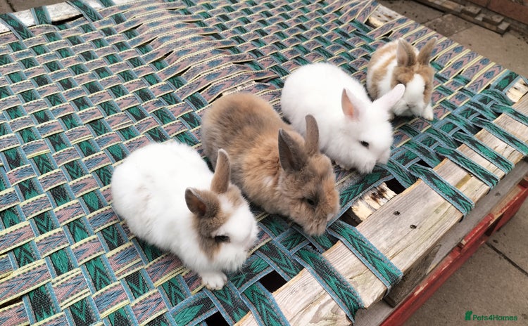Lionhead rabbits in Smethwick - Advert 15