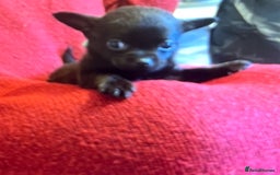 Chihuahua dogs for sale: Chihuahua teacups - Image 16
