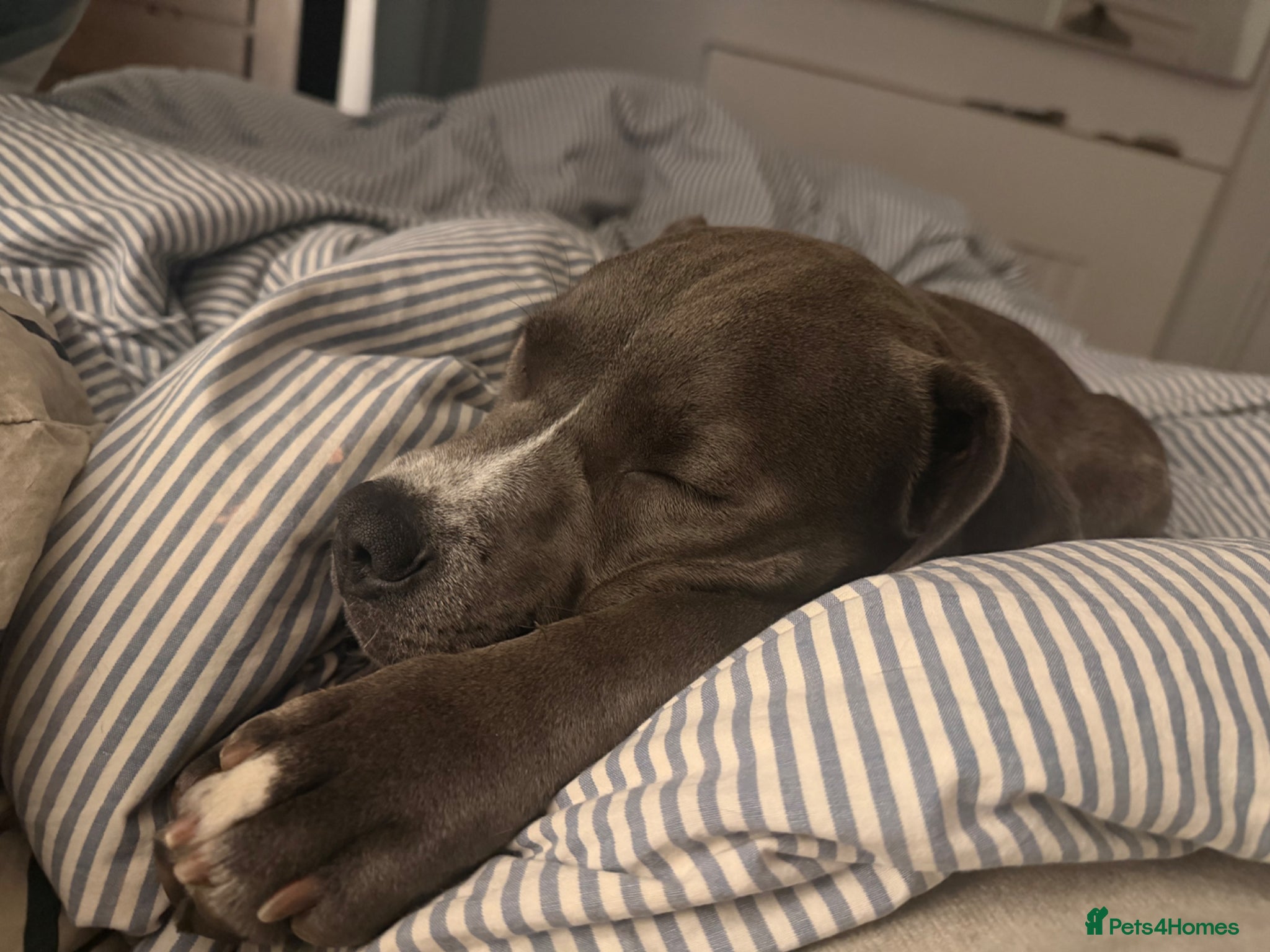 American Bull Staffy dogs for sale: Uma - staffy mix in London - Advert 3