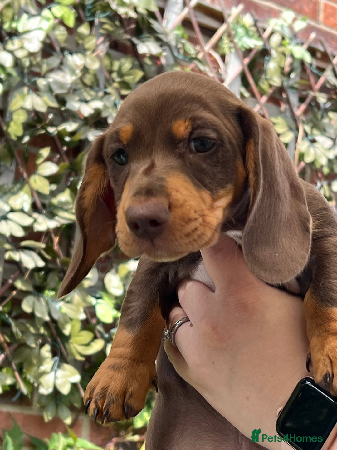 Dachshund dogs for sale: Dachshund Puppy - Image 2