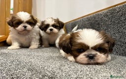 Shih Tzu dogs for sale: Summer Shihtzu Puppies - Image 25