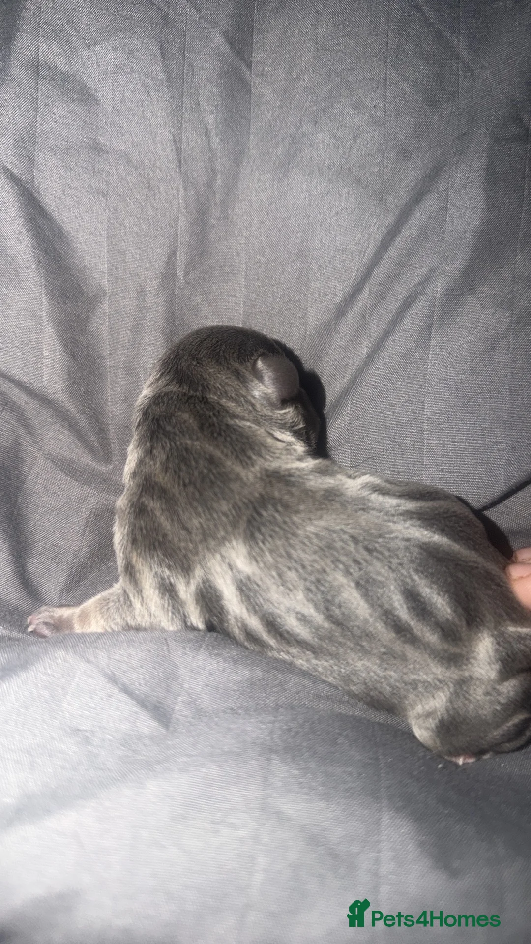 Mixed Breed dogs for sale: French bulldog cross spaniel mix breed - Advert 24