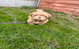 Shih Tzu dogs for sale: 💝 Rehoming Beautiful Shih Tzu Girl - Image 12
