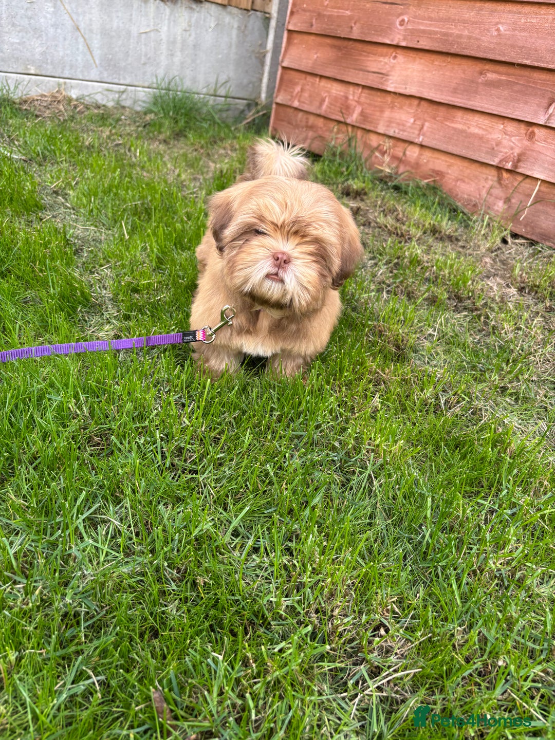 Shih Tzu dogs for sale: 💝 Rehoming Beautiful Shih Tzu Girl - Image 12