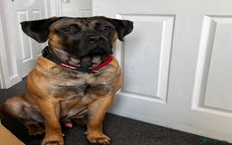 Presa Canario dogs for sale: Looking for a large dog experience handler  - Image 6