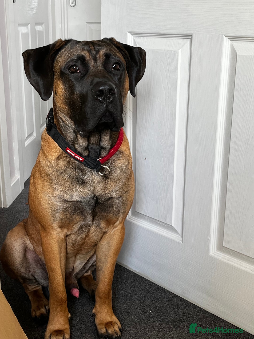 Presa Canario dogs for sale: Looking for a large dog experience handler  - Image 6