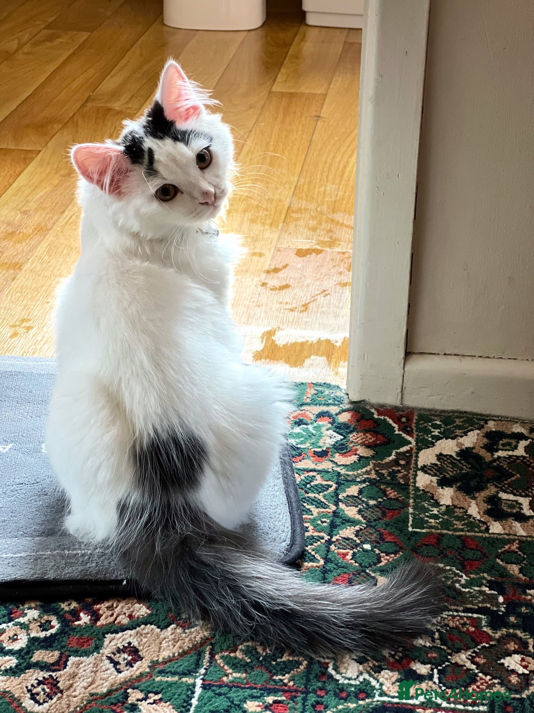 Mixed Breed cats for sale: kitten  - Image 3
