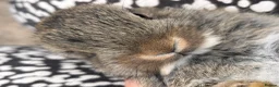 Netherland Dwarf rabbits for sale: Agouti Netherland Dwarf - Advert 5