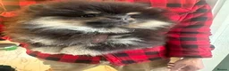 Pomeranian dogs for sale: KC Russian/taiwan Femail Poms - Advert 8