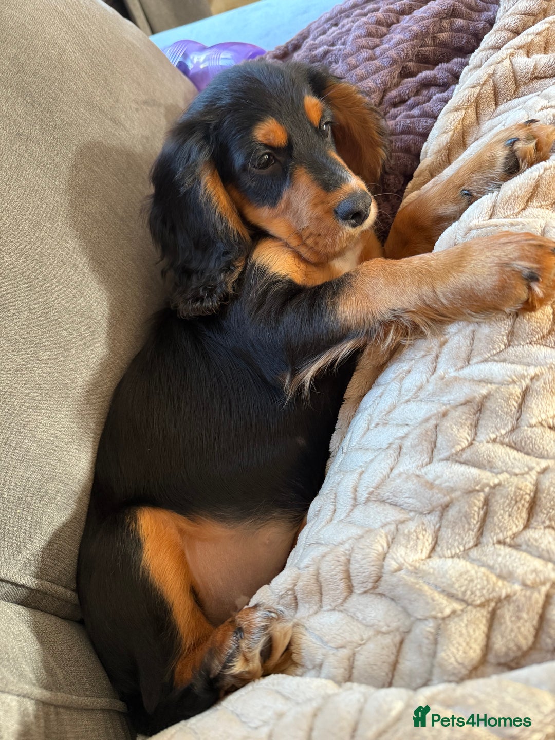 Cocker Spaniel dogs for sale: Working cocker looking for new home  - Image 2