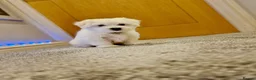Maltese dogs for sale: Bichon Maltese puppies 🐶  in Northampton - Advert 6