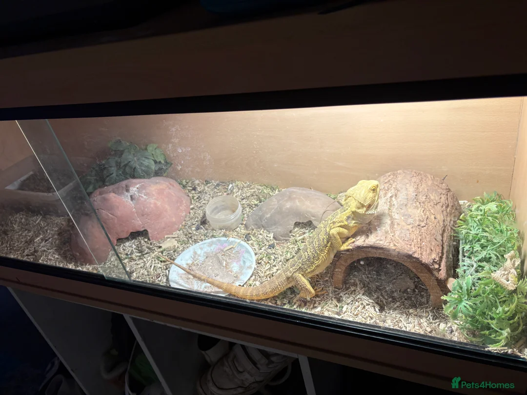 Bearded Dragon reptiles for sale: Yellow ( bearded dragon ) in St Albans - Advert 2