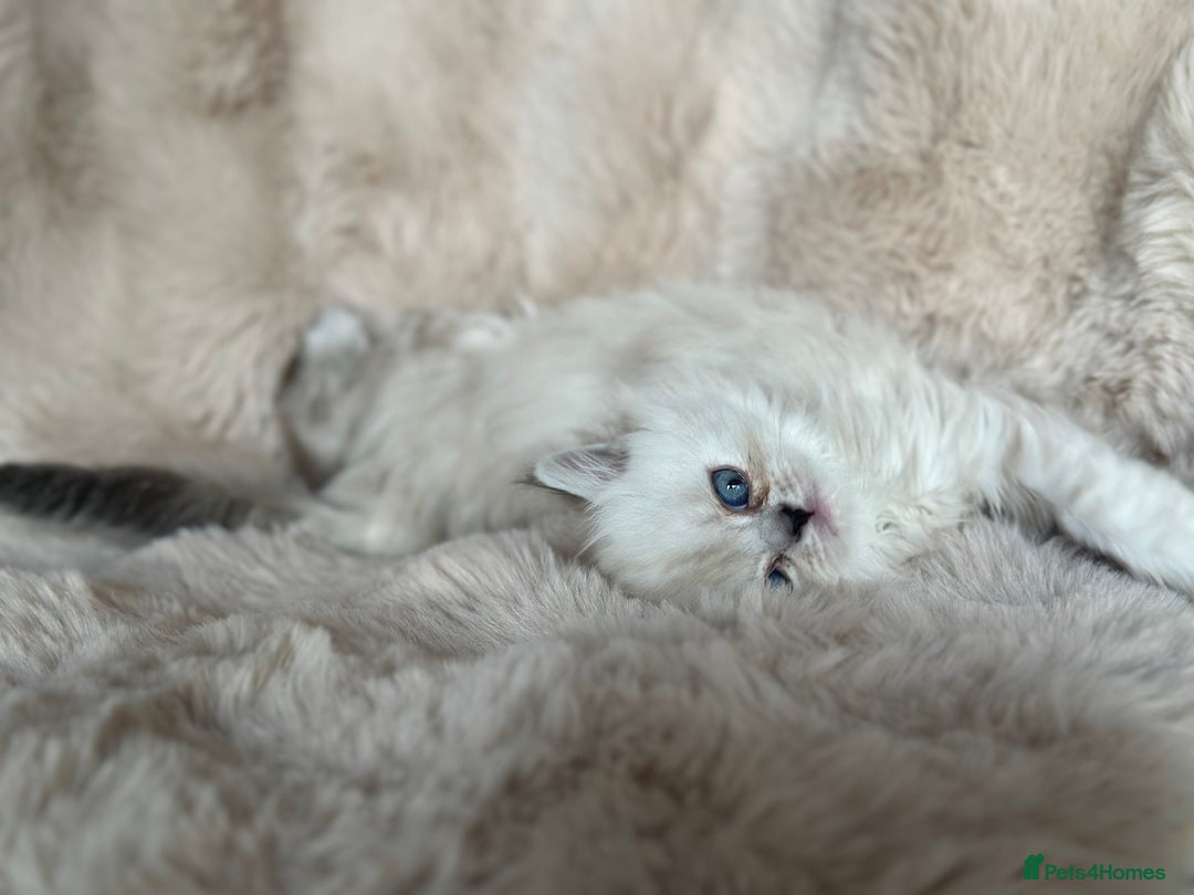 Persian cats for sale: 🐾 Beautiful Himalayan Persian Kittens 🐾 - Image 5