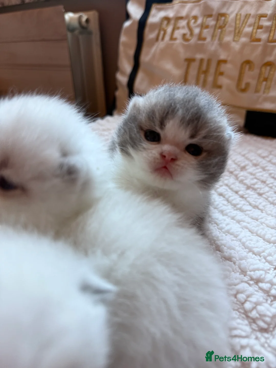 British Shorthair cats for sale: Champion line kittens 😻🥇🏆  - Advert 2