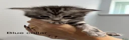 Maine Coon cats for sale: TICA & Council licensed Maine Coon kittens  - Advert 16