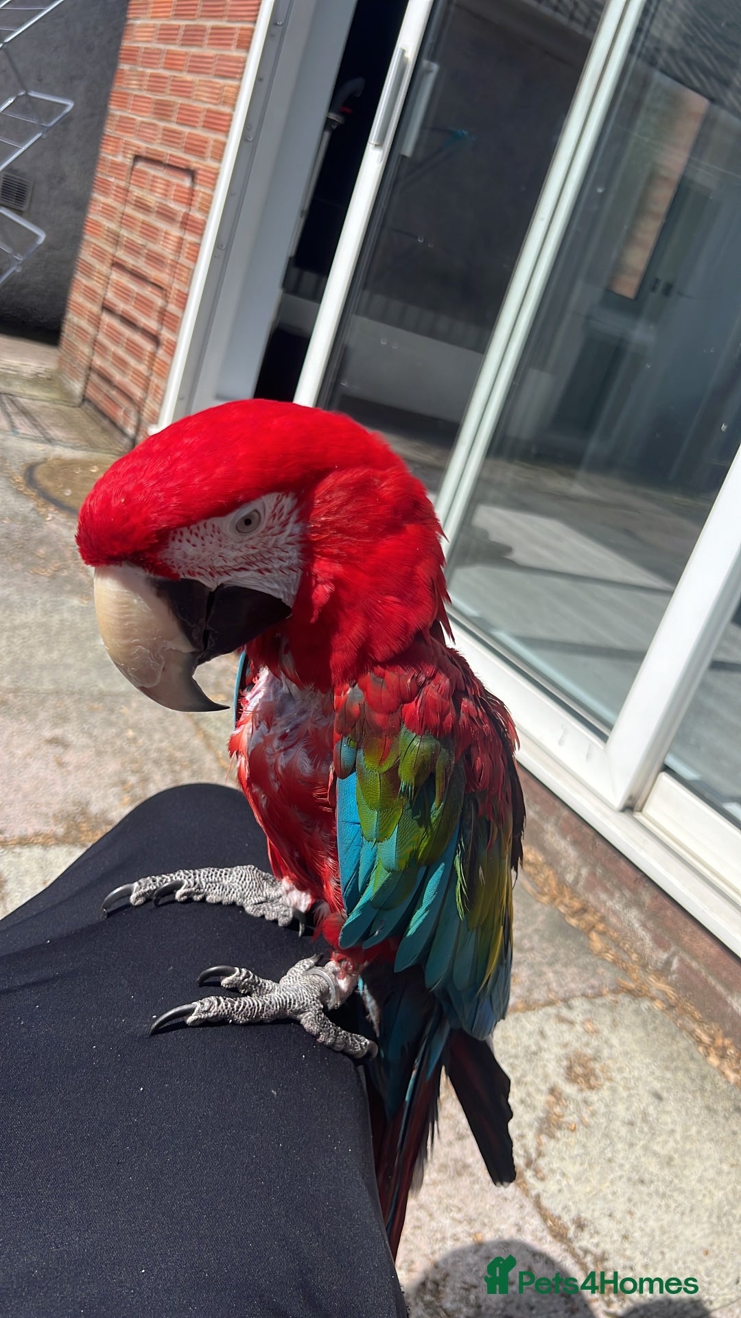 Macaws birds for sale: Green and Blue Macaw and Green Wing Macaw for Sale - Image 10