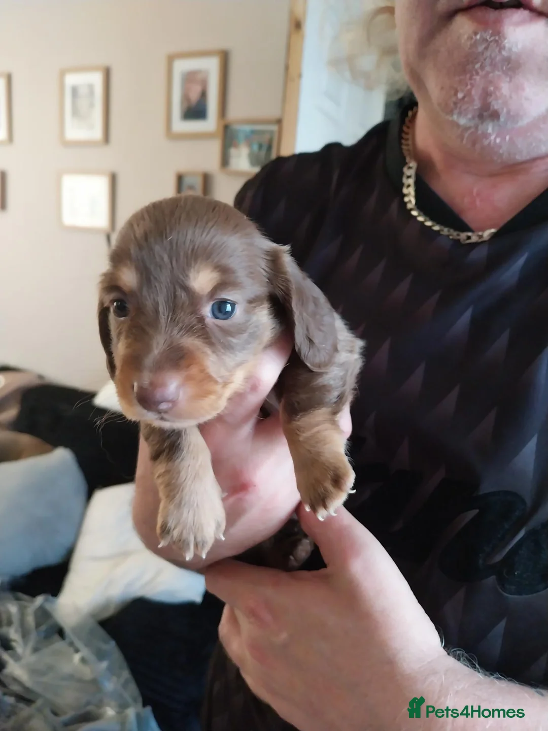 Dachshund dogs for sale: Beautiful dashound puppies for sale in Cardiff - Advert 2