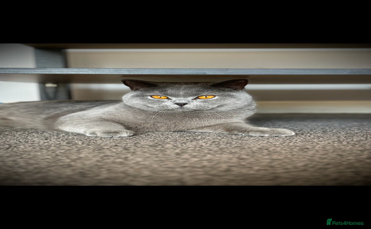 British Shorthair cats GCCF female needs forever home  - Advert 1