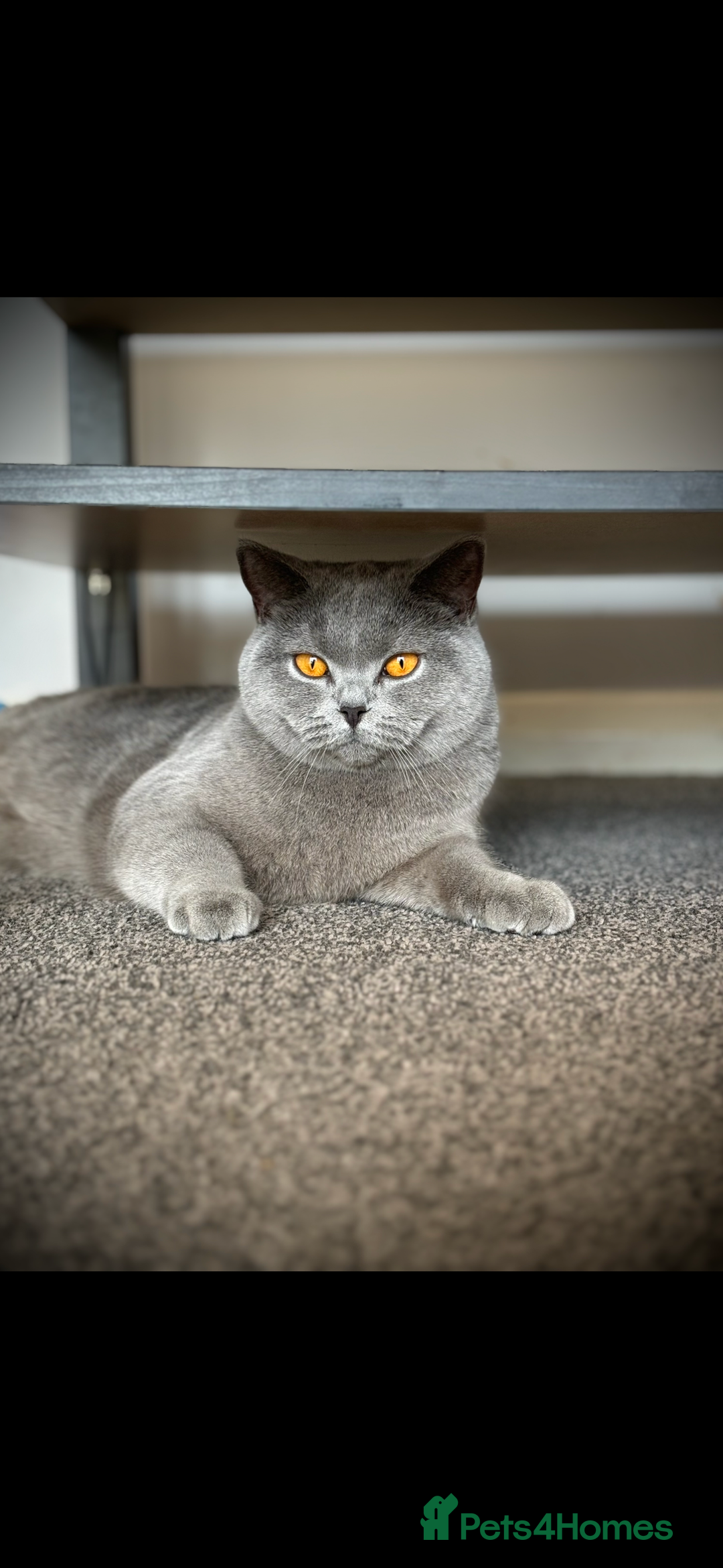 British Shorthair cats for sale: GCCF female needs forever home  - Advert 1