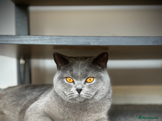 British Shorthair cats GCCF female needs forever home - Advert 3