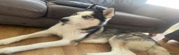 Siberian Husky dogs for sale: 4 year old Siberian  husky  - Advert 12