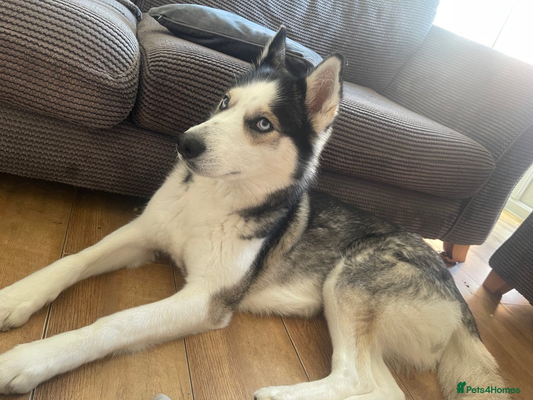 Siberian Husky dogs for sale: 4 year old Siberian  husky  - Advert 12