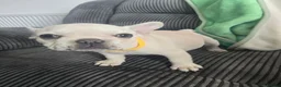French Bulldog dogs for sale: French bull dog puppies (Apollo blood line) - Advert 5