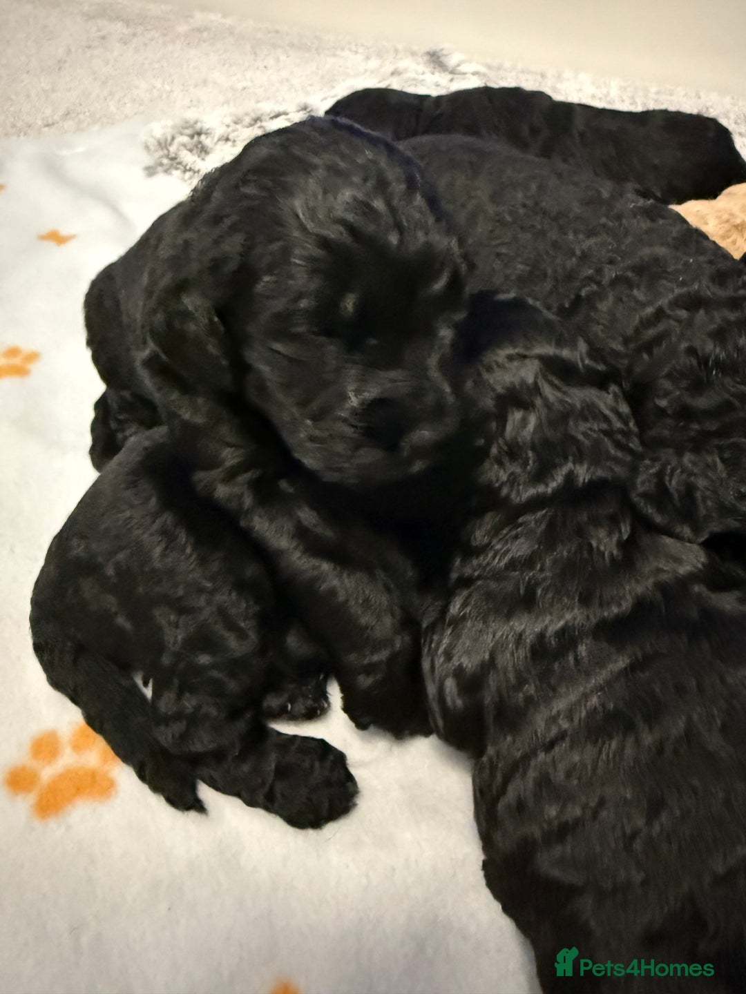 Bernedoodle dogs for sale: Bernedoodle puppies  - Image 8