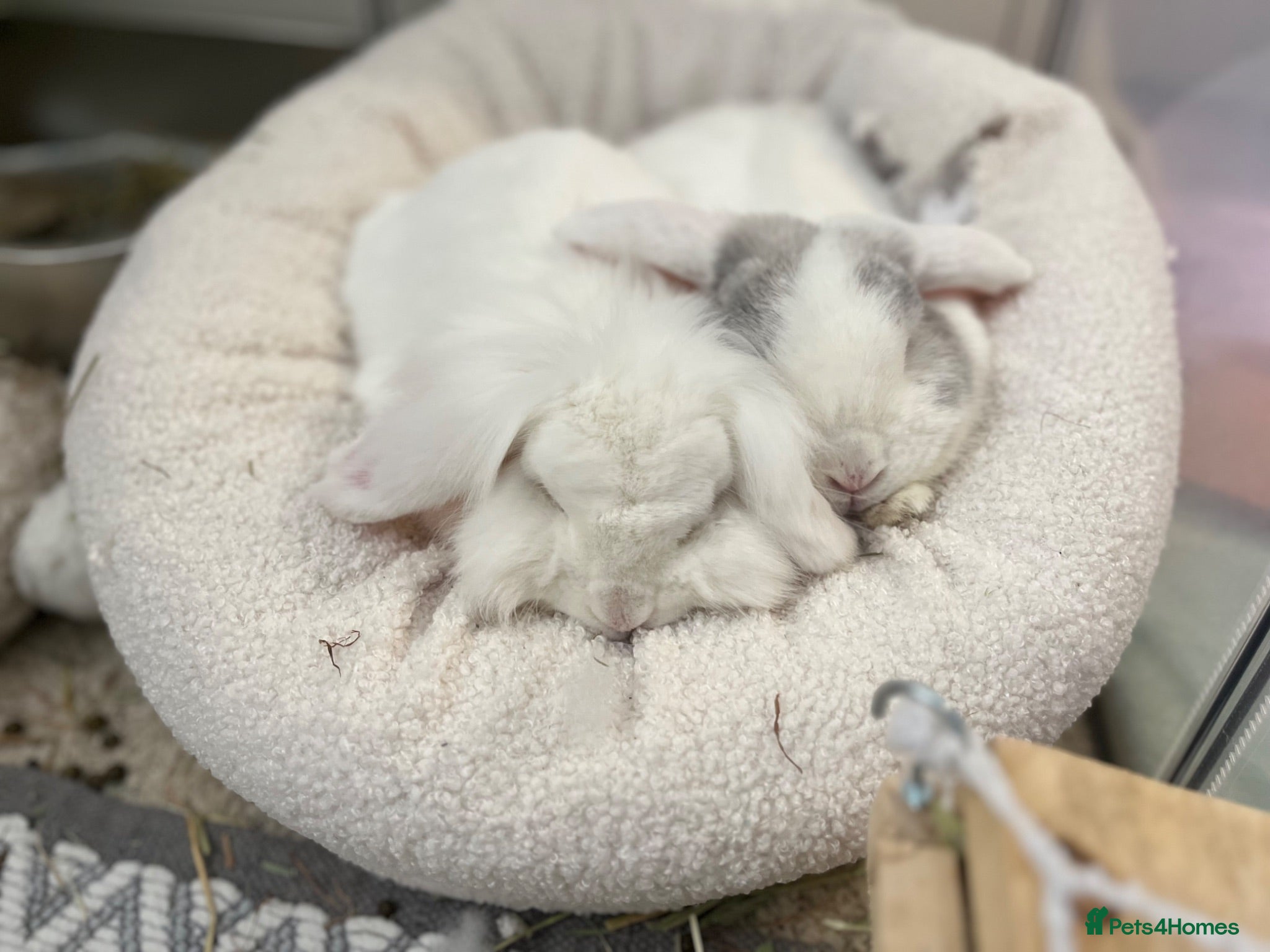 Mini Lion Lop rabbits bunnies for rehoming  - Advert 9