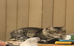 Mixed Breed cats for sale: Tabby long haired female mixed breed cat - Image 8