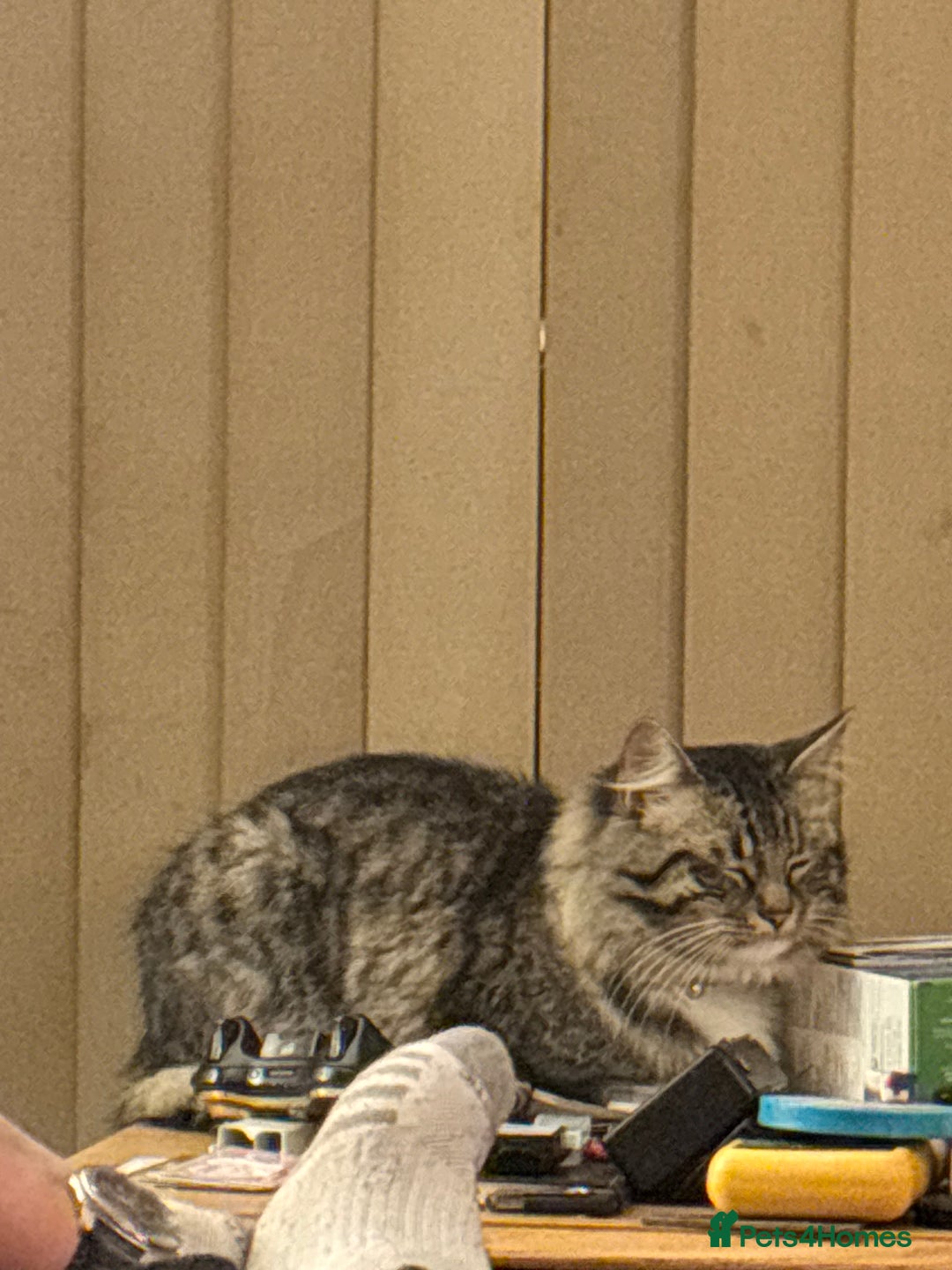 Mixed Breed cats for sale: Tabby long haired female mixed breed cat - Image 8