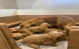Cockapoo dogs for sale: Beautiful Cockapoo Puppies  - Image 12