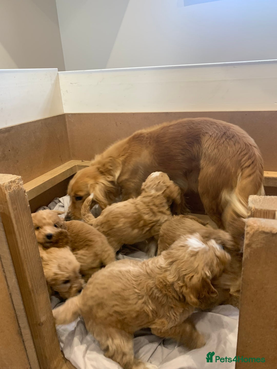 Cockapoo dogs for sale: Beautiful Cockapoo Puppies  - Image 12