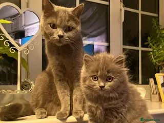 British Shorthair cats British shorthair - Advert 3