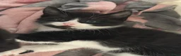 Mixed Breed cats for sale: 4 beautiful baby kittens ready to go - Advert 4