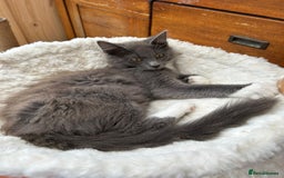 Maine Coon cats for sale: X Maine coon kits - Image 8