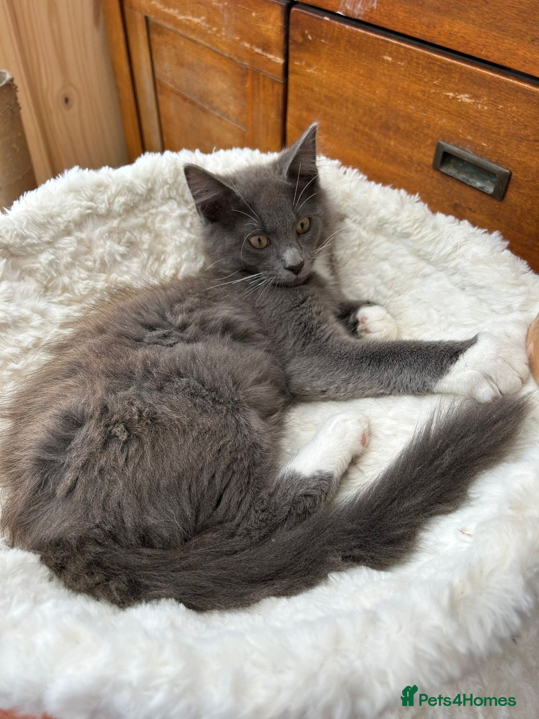 Maine Coon cats for sale: X Maine coon kits - Image 8