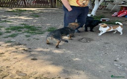 Mixed Breed dogs for adoption: LOTTIE - a Lovely girl for a Loving Home - Image 18