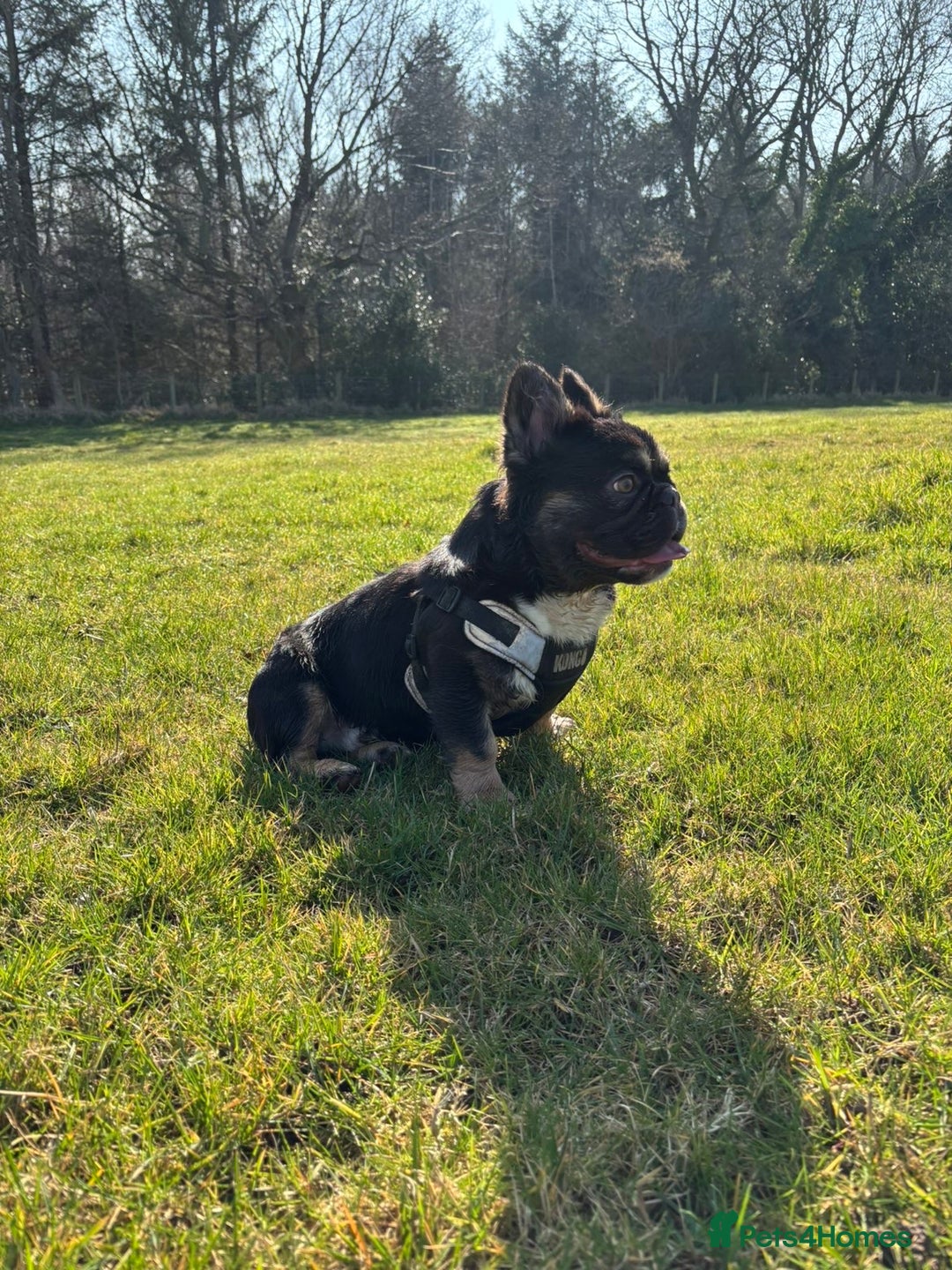 French Bulldog dogs for sale: Fluffy frenchi  - Advert 8